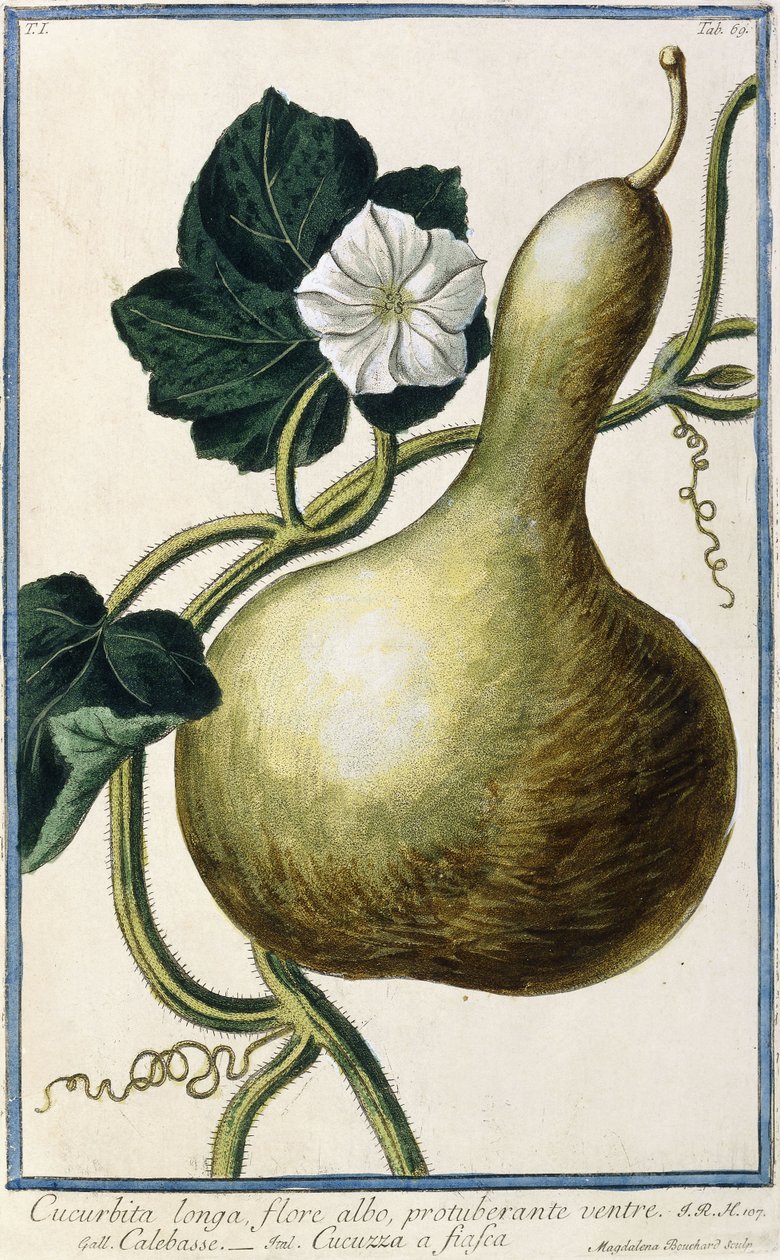 Kürbis, 1772-1784 von Italian School