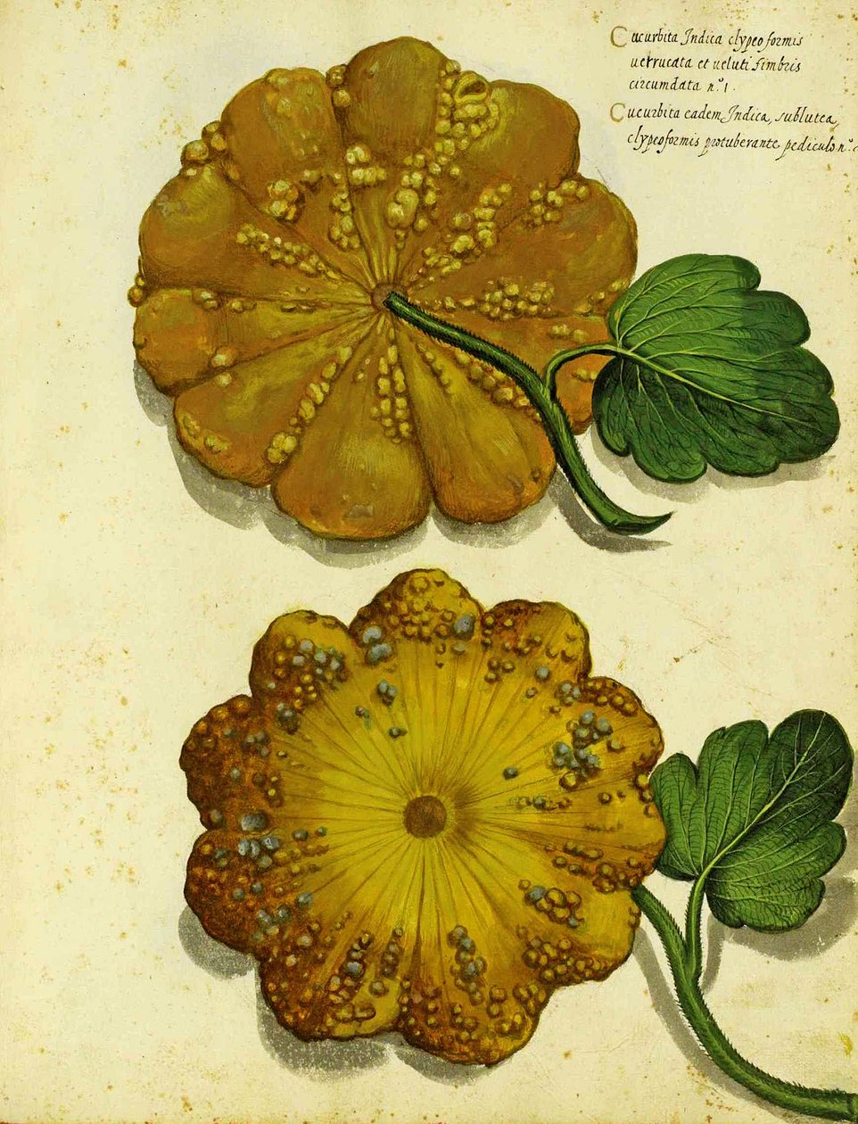 Erbstück-Kürbis von Ulisse Aldrovandi von Italian School