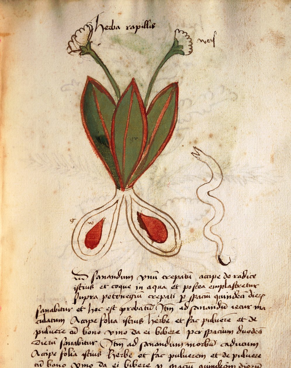 Herba Capillaria von Italian School