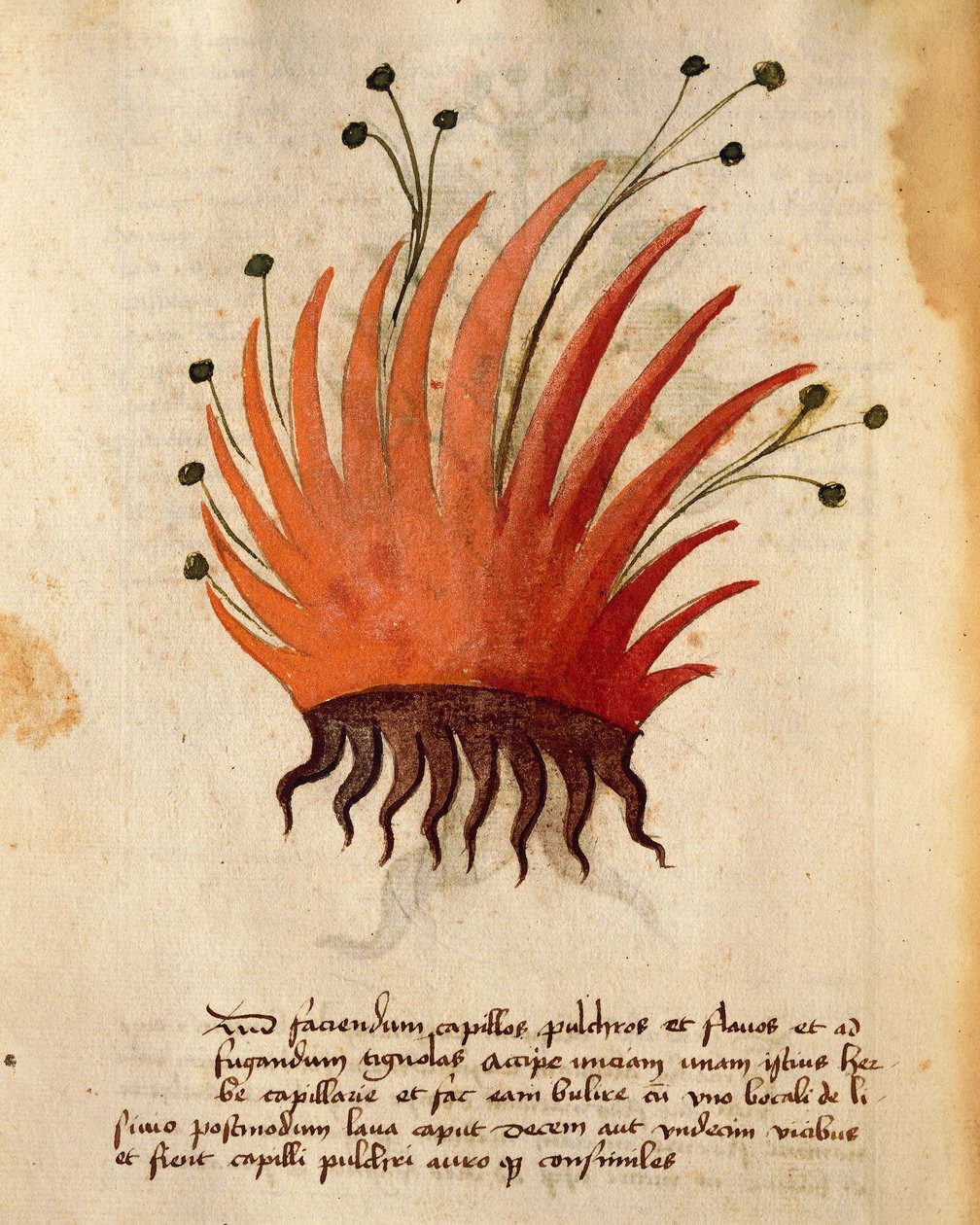 Herba Capillis von Italian School