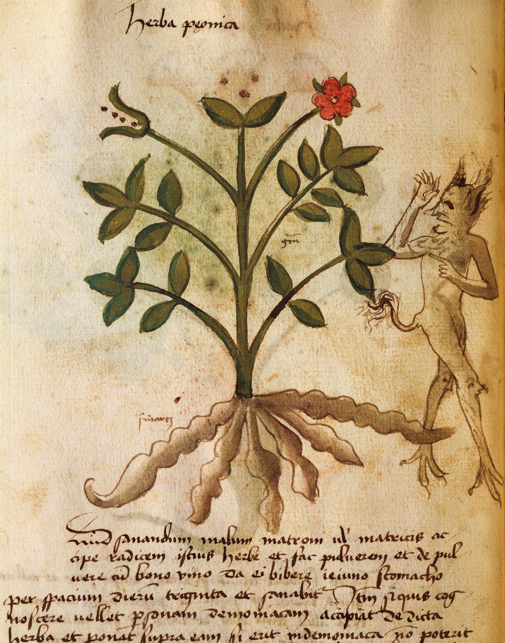 Herba Peonica von Italian School