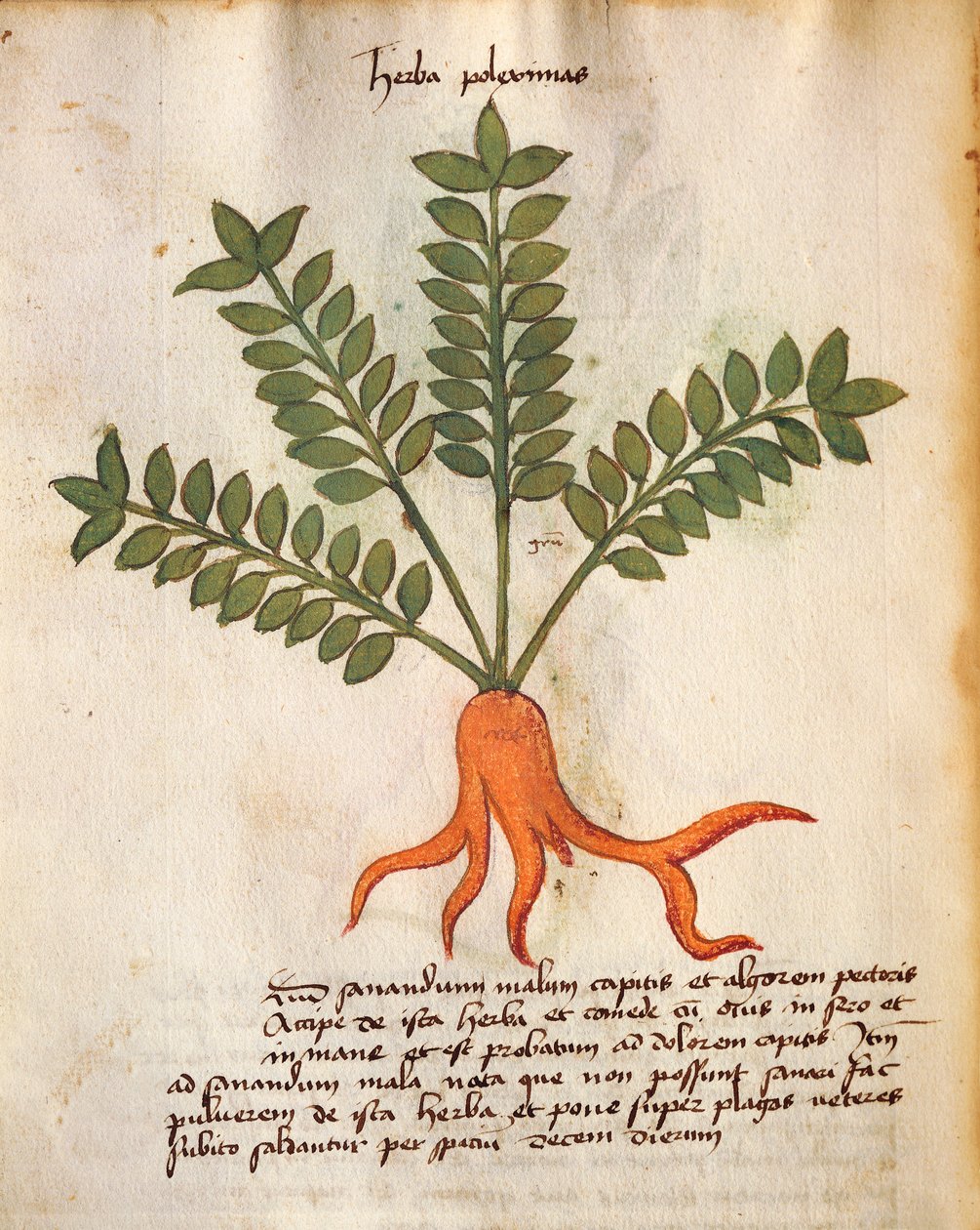 Herba Poleximos von Italian School
