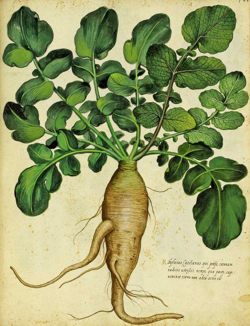 Langer Weißer Rettich von Ulisse Aldrovandi von Italian School