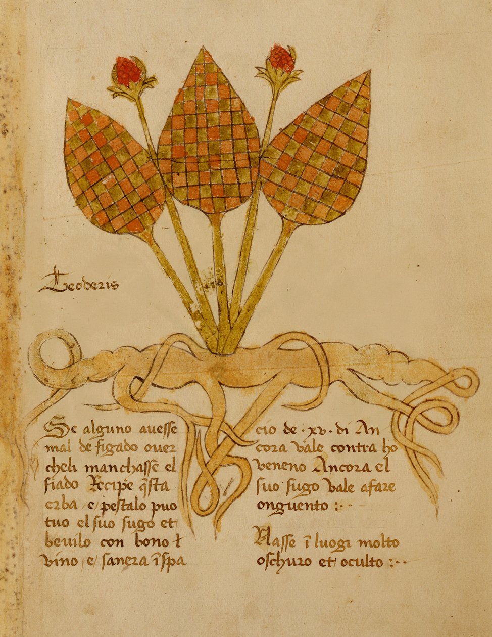 Ms 1591 Fol.19r Herba Teoderis von Italian School