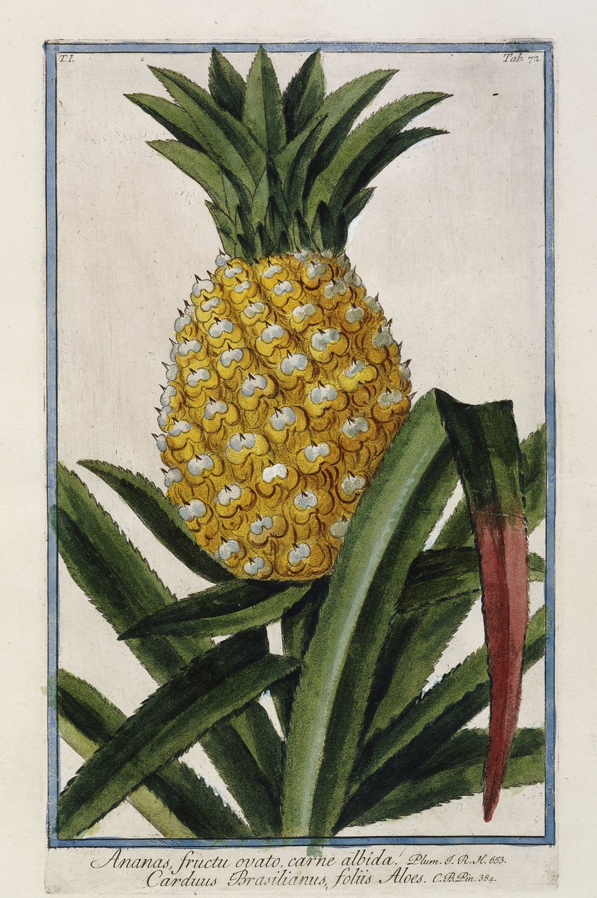 Ananas, 1772-1784 von Italian School