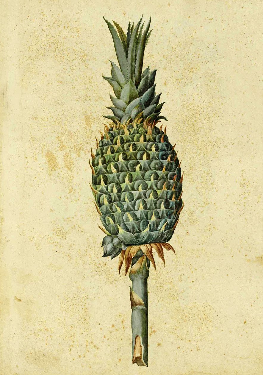 Ananas von Ulisse Aldrovandi von Italian School