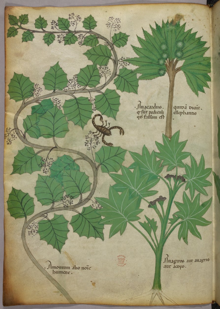 Sloane 4016 f.3v Botanische Illustration, ca. 1440 von Italian School