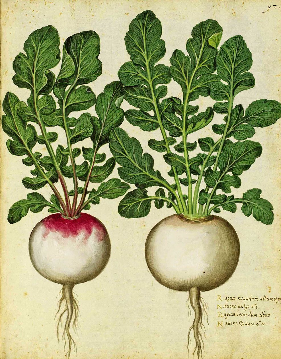 Rübe von Ulisse Aldrovandi von Italian School