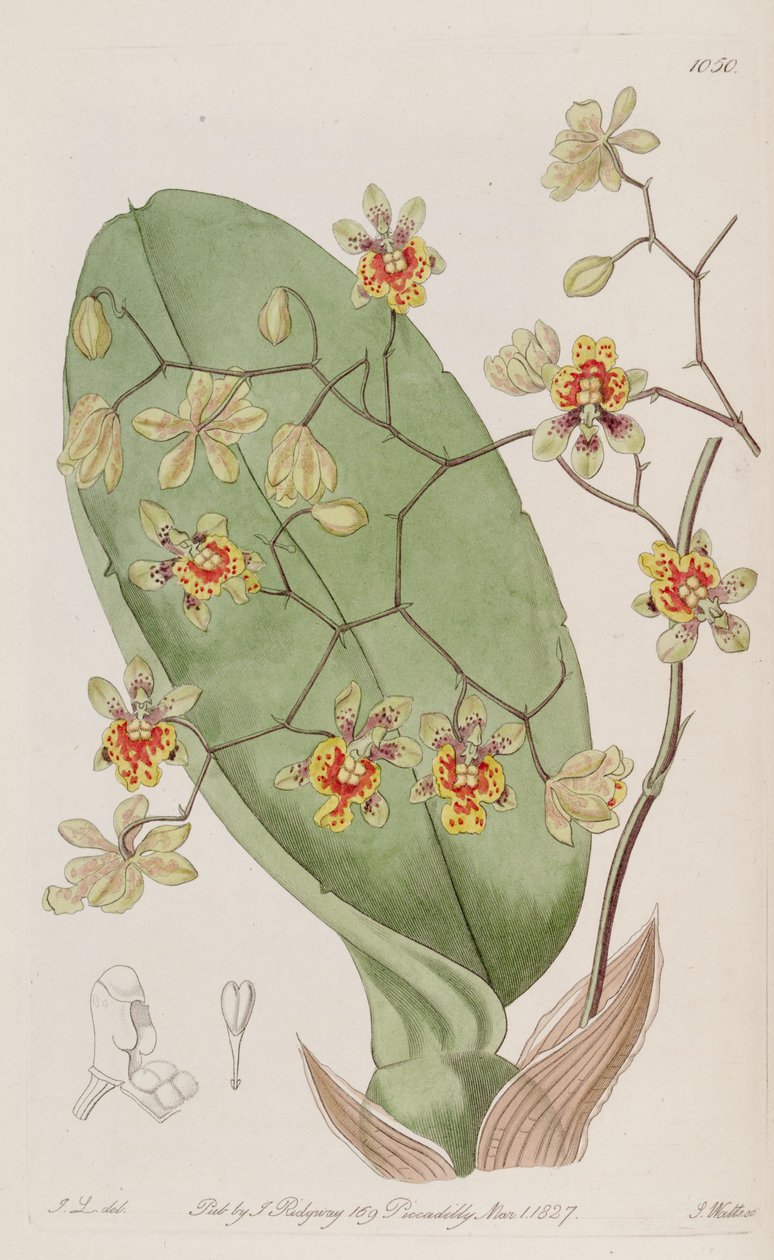 Illustration von Oncidium divaricatum von J. L. del.
