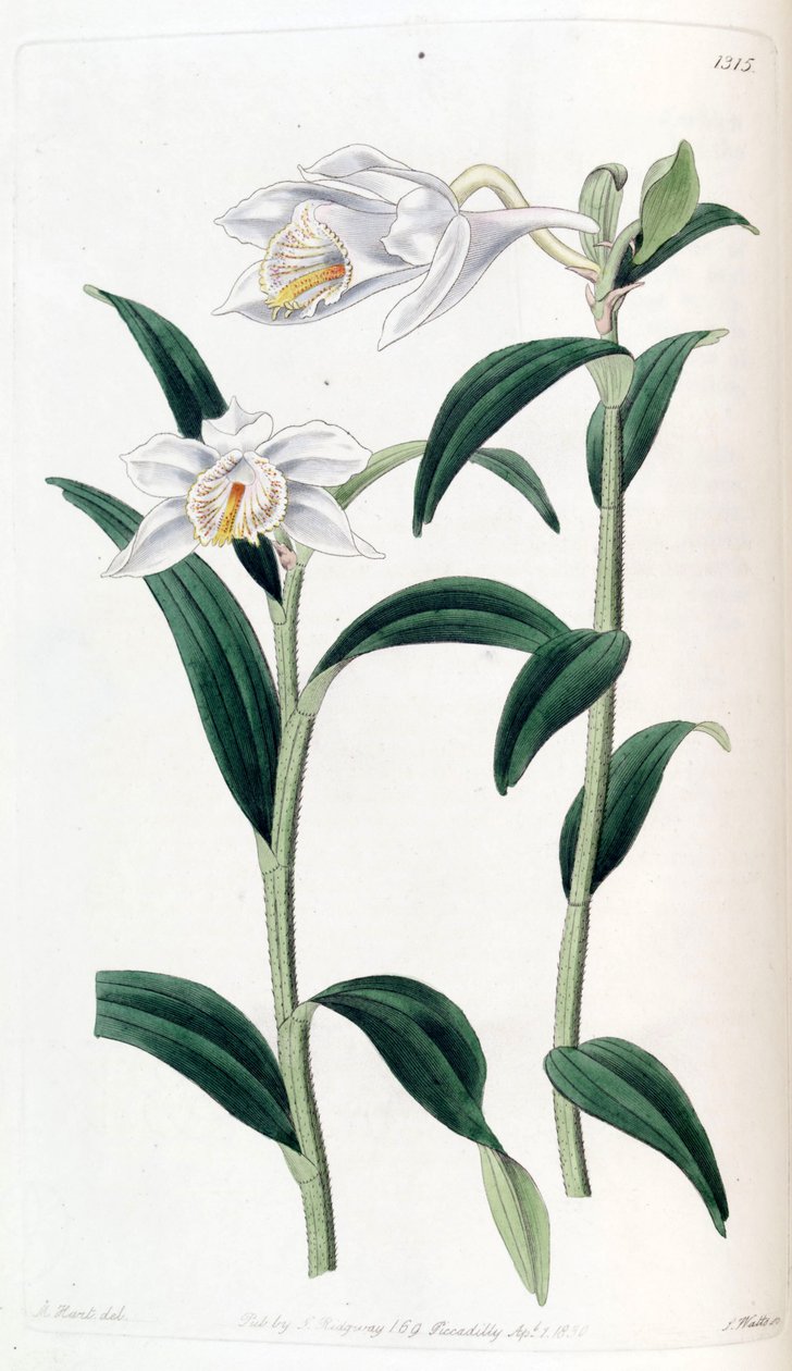 Dendrobium longicornu von Jams  Watts