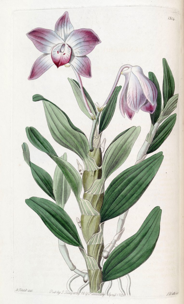 Dendrobium moniliforme von Jams  Watts