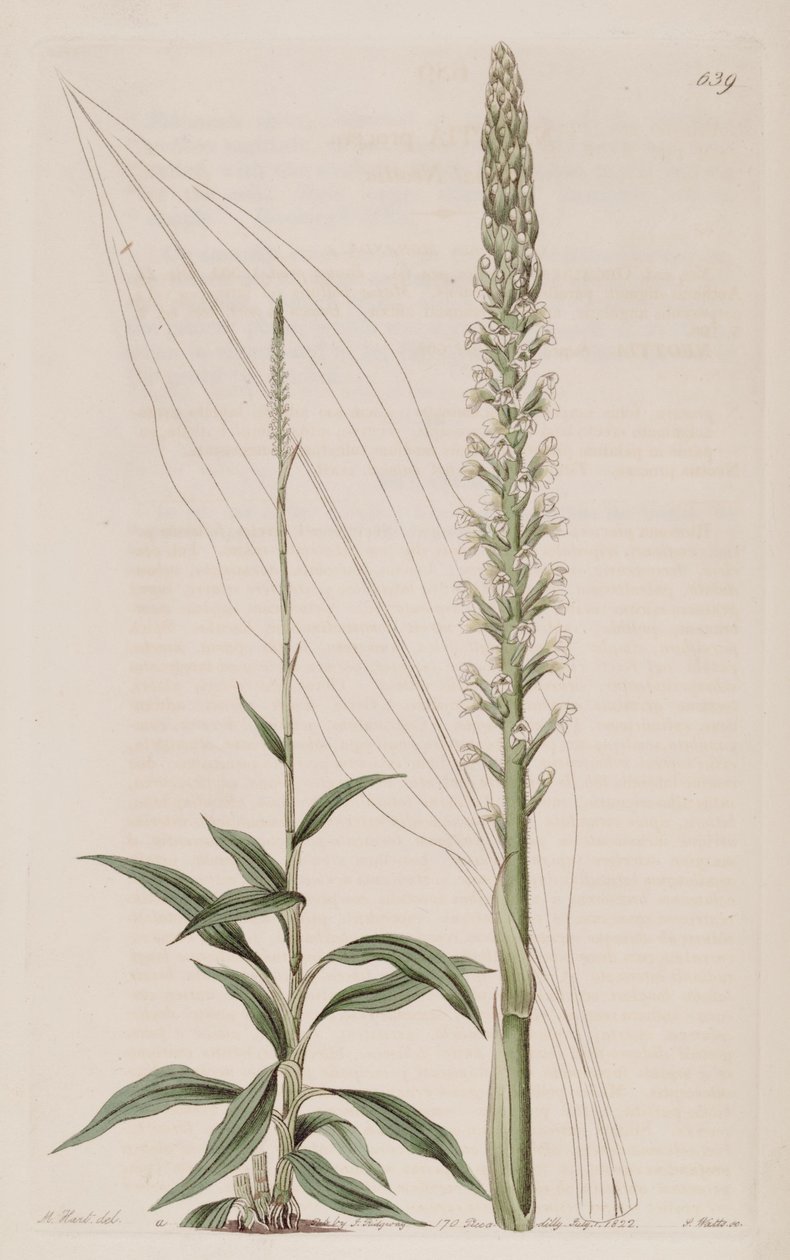 Illustration von Goodyera procera (als syn. Neottia procera) von Jams  Watts