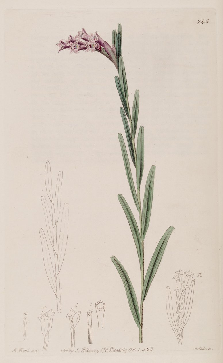 Illustration von Isochilus linearis von Jams  Watts