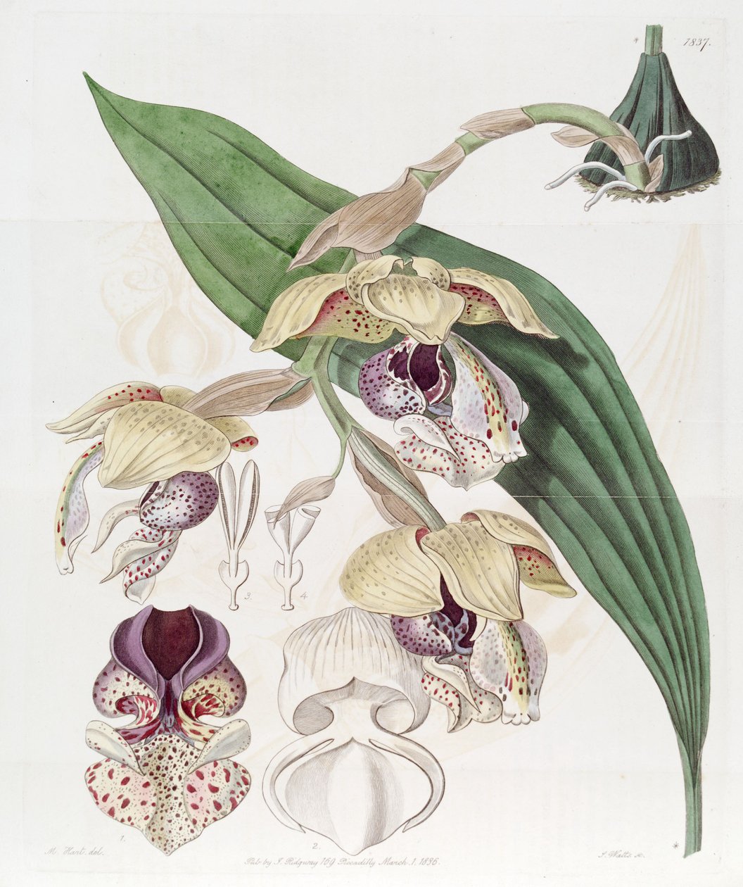 Stanhopea insignis von Jams  Watts