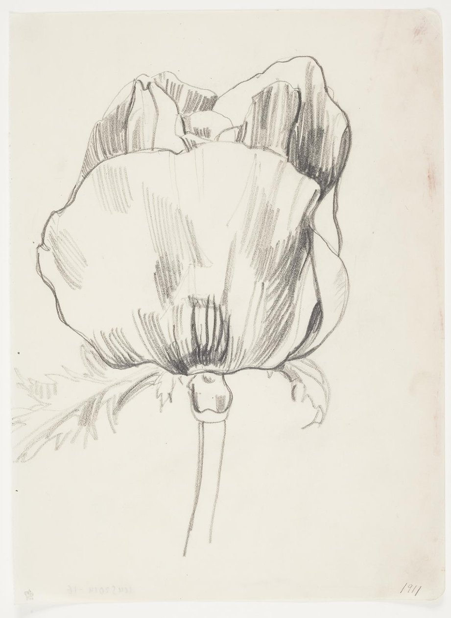 Mohn von J.A. Jerichau
