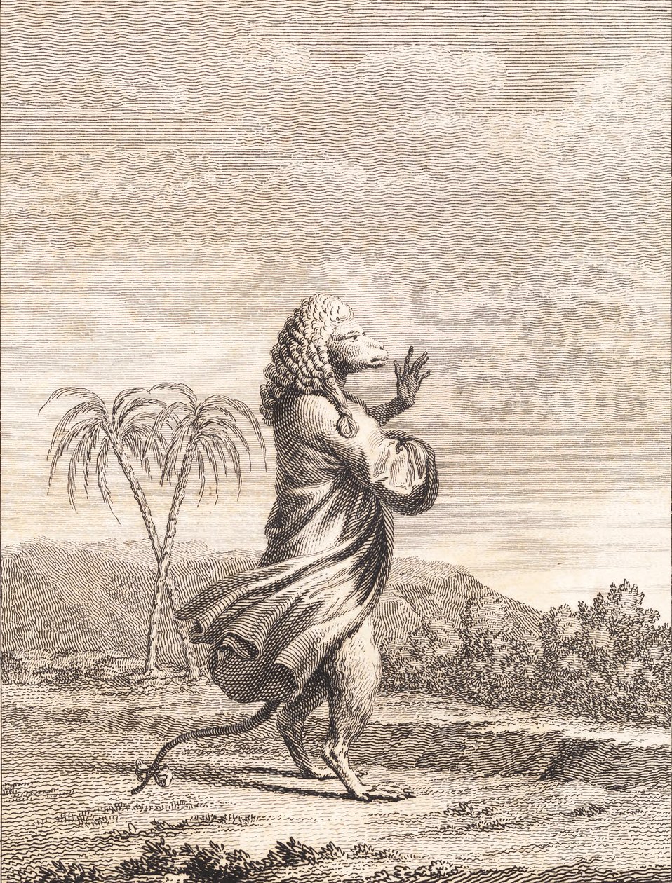 Ein martiniquischer Affe von J.F. Clemens