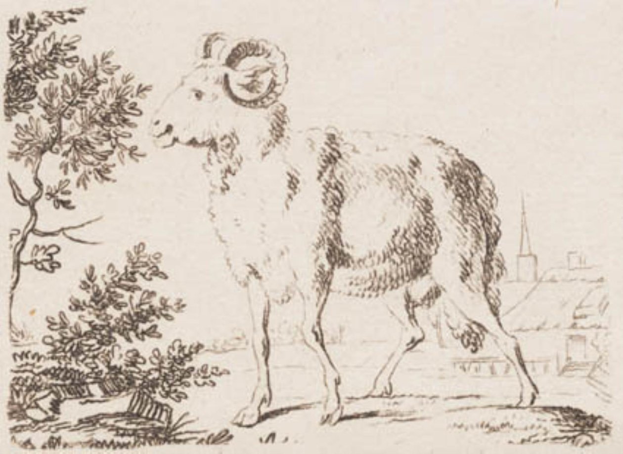 Ein Widder von J.F. Clemens