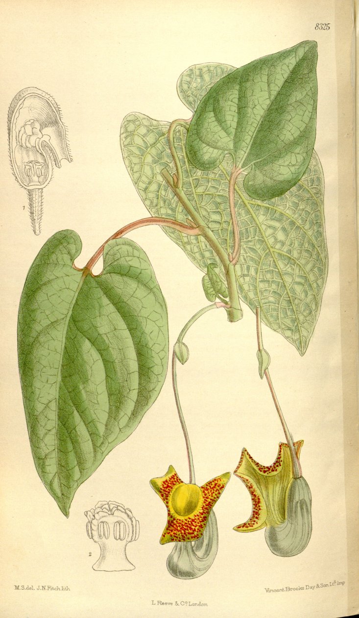 Aristolochia moupinensis von J.N. Fitch