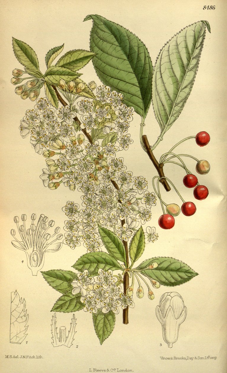 Prunus pensylvanica, Rosaceae von J.N. Fitch