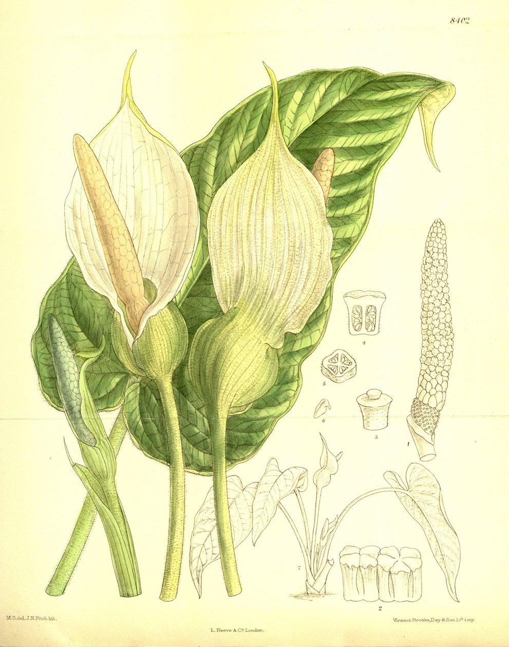 Caladium pubescens, Araceae von J.N. Fitch