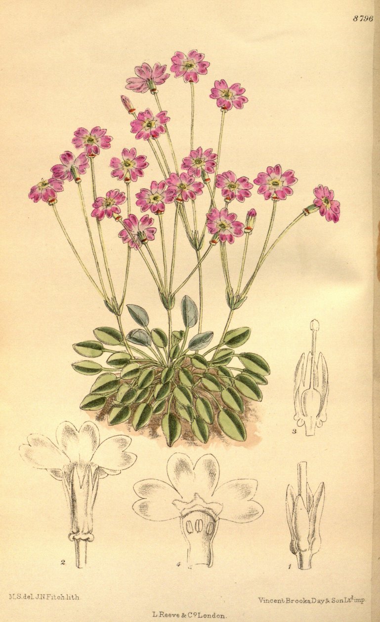 Primula tibetica, Primulaceae von J.N. Fitch