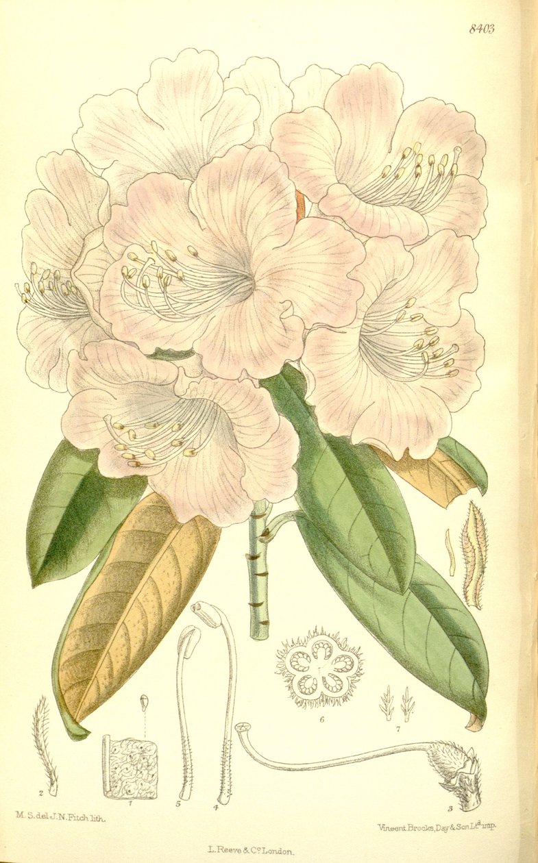 Rhododendron japonicum von J.N. Fitch