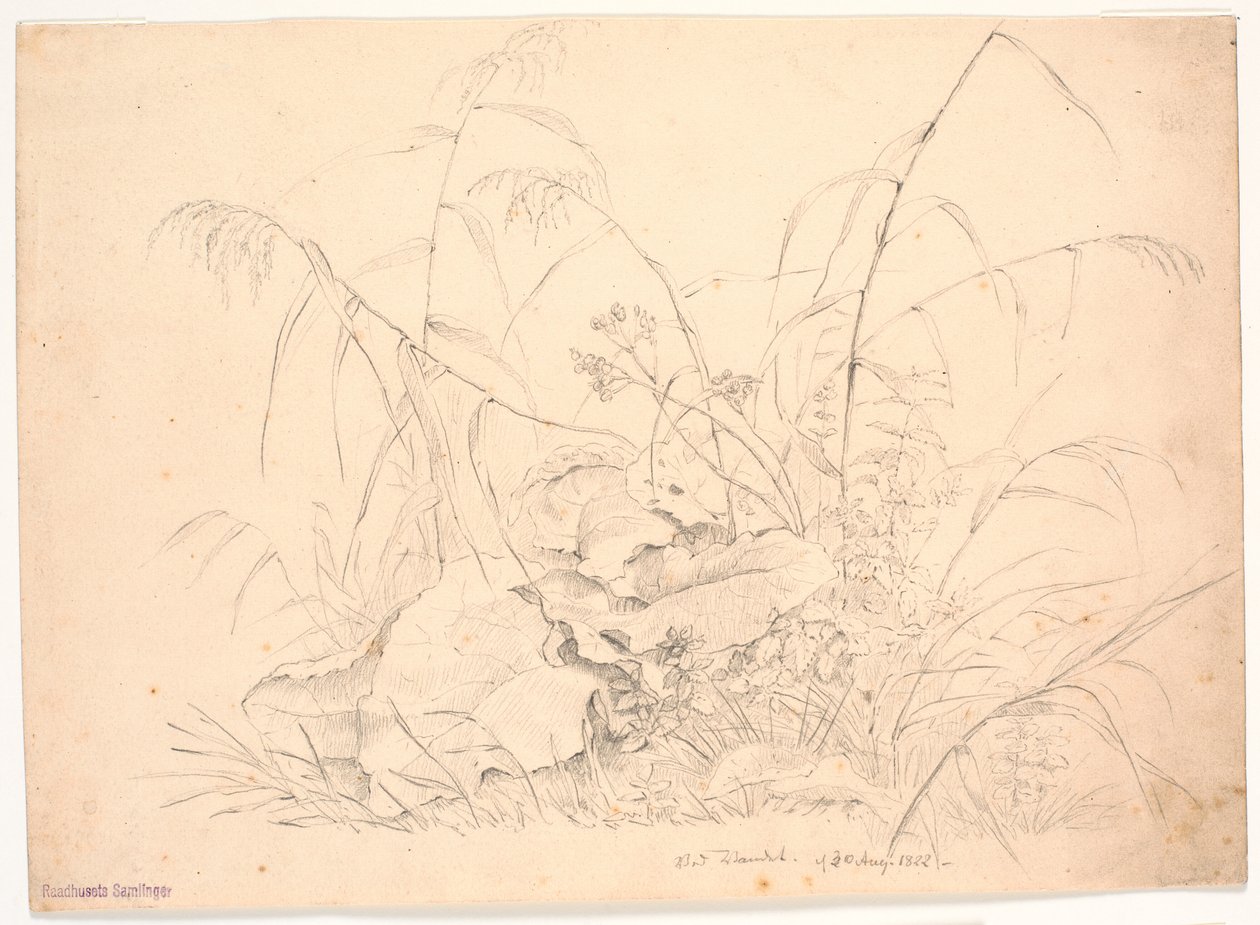 Pflanzenstudie. Binsen und Ampfer von J.P. Møller