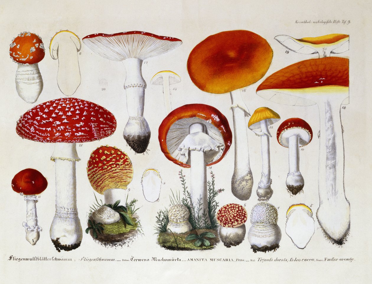 Fliegenpilz, ca. 1831-46 von J. G. Calve