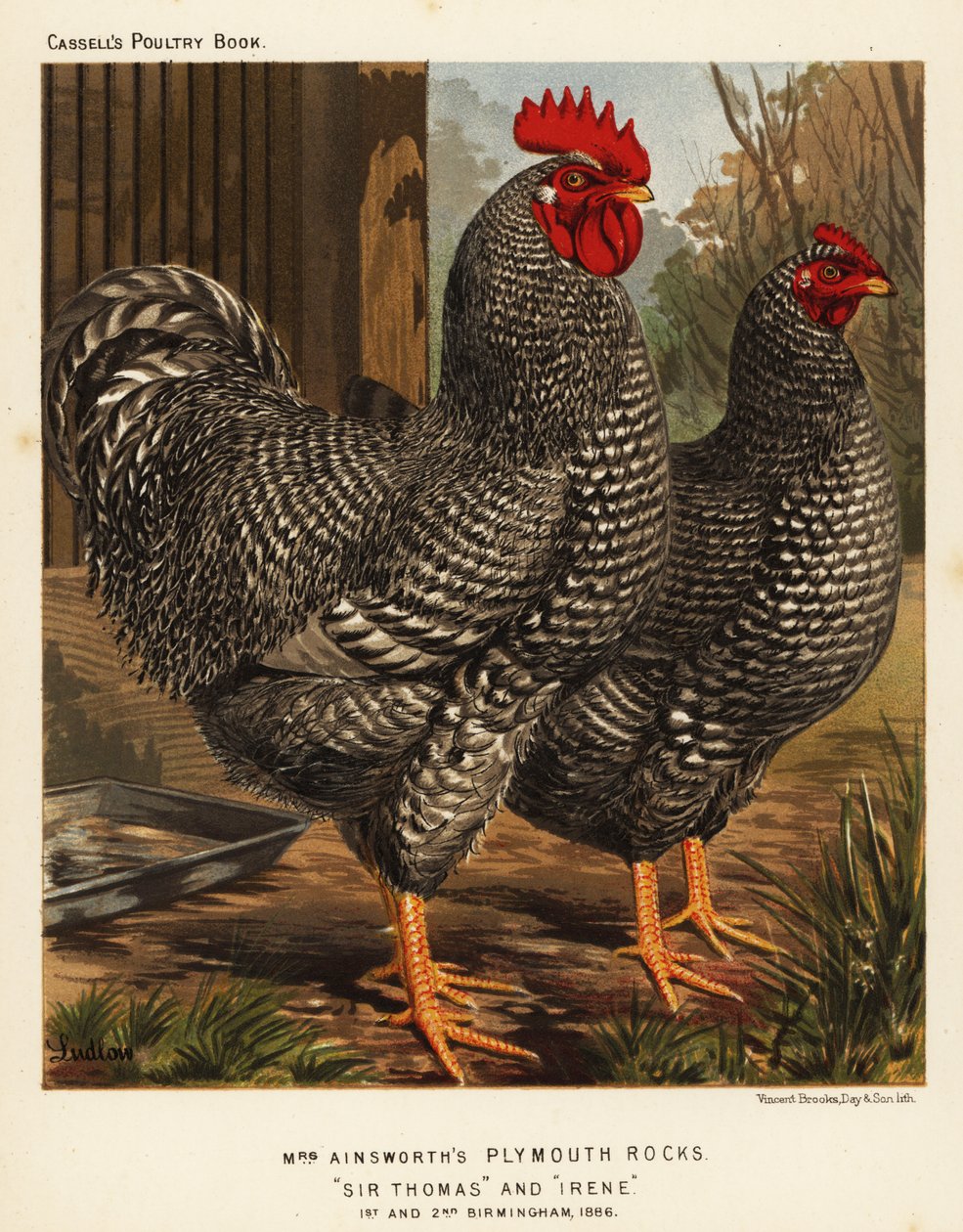 Plymouth-Rock-Hühner von J. W. (after) Ludlow