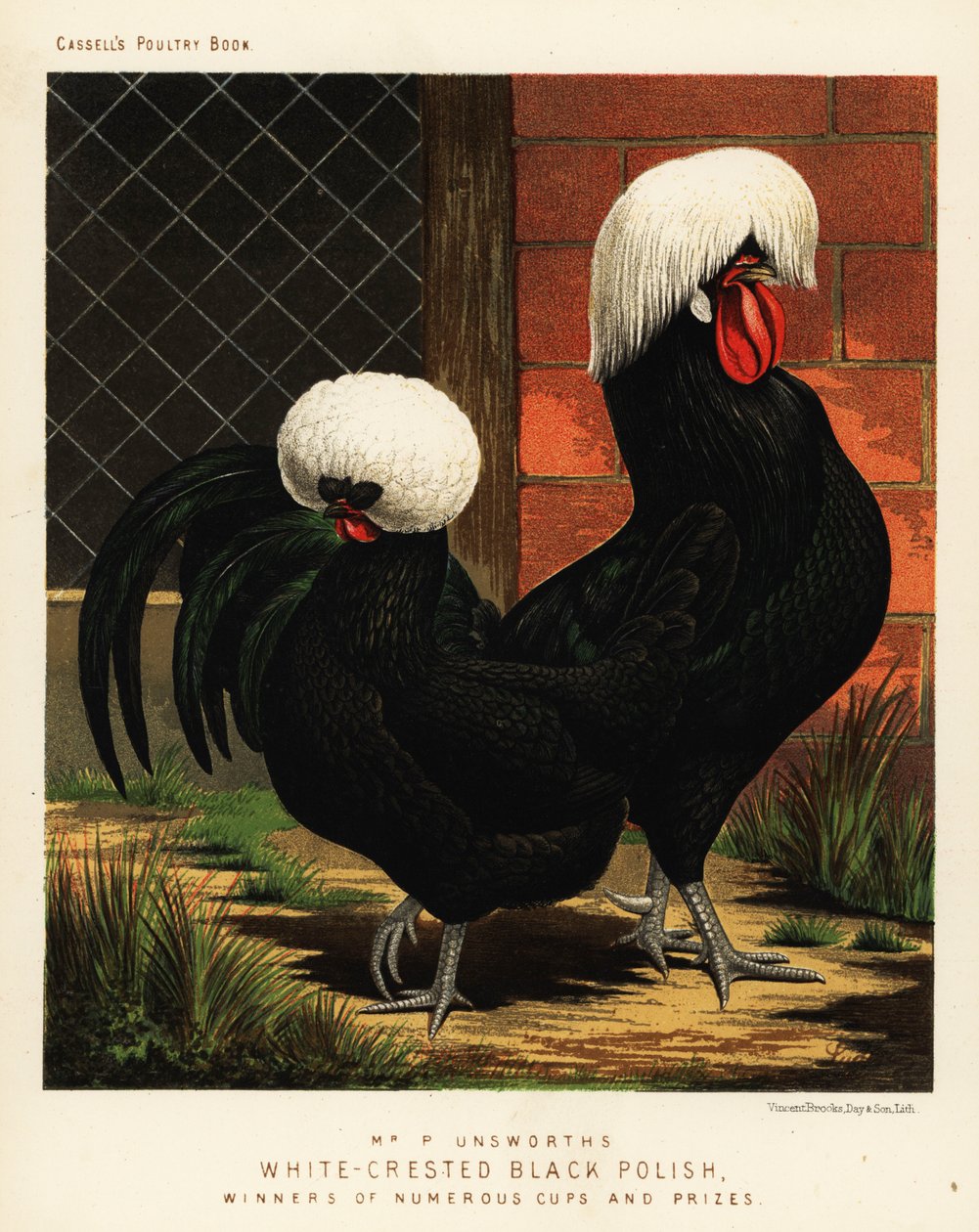 Schwarzgekrönte polnische Hühner von J. W. (after) Ludlow