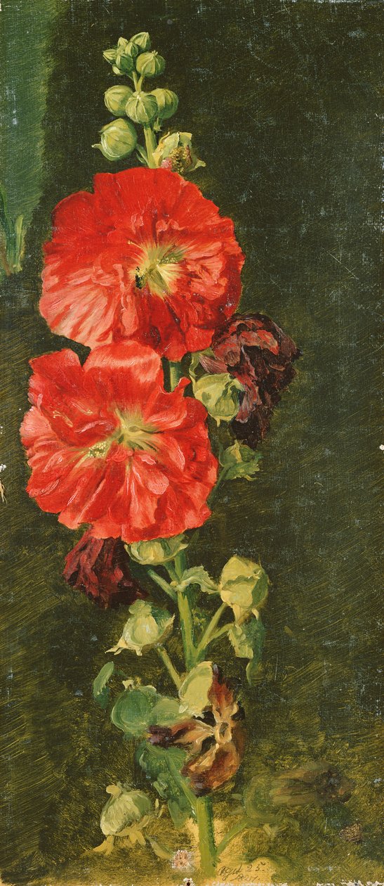 Eine Stockrose, 1827 von Jacob Gensler