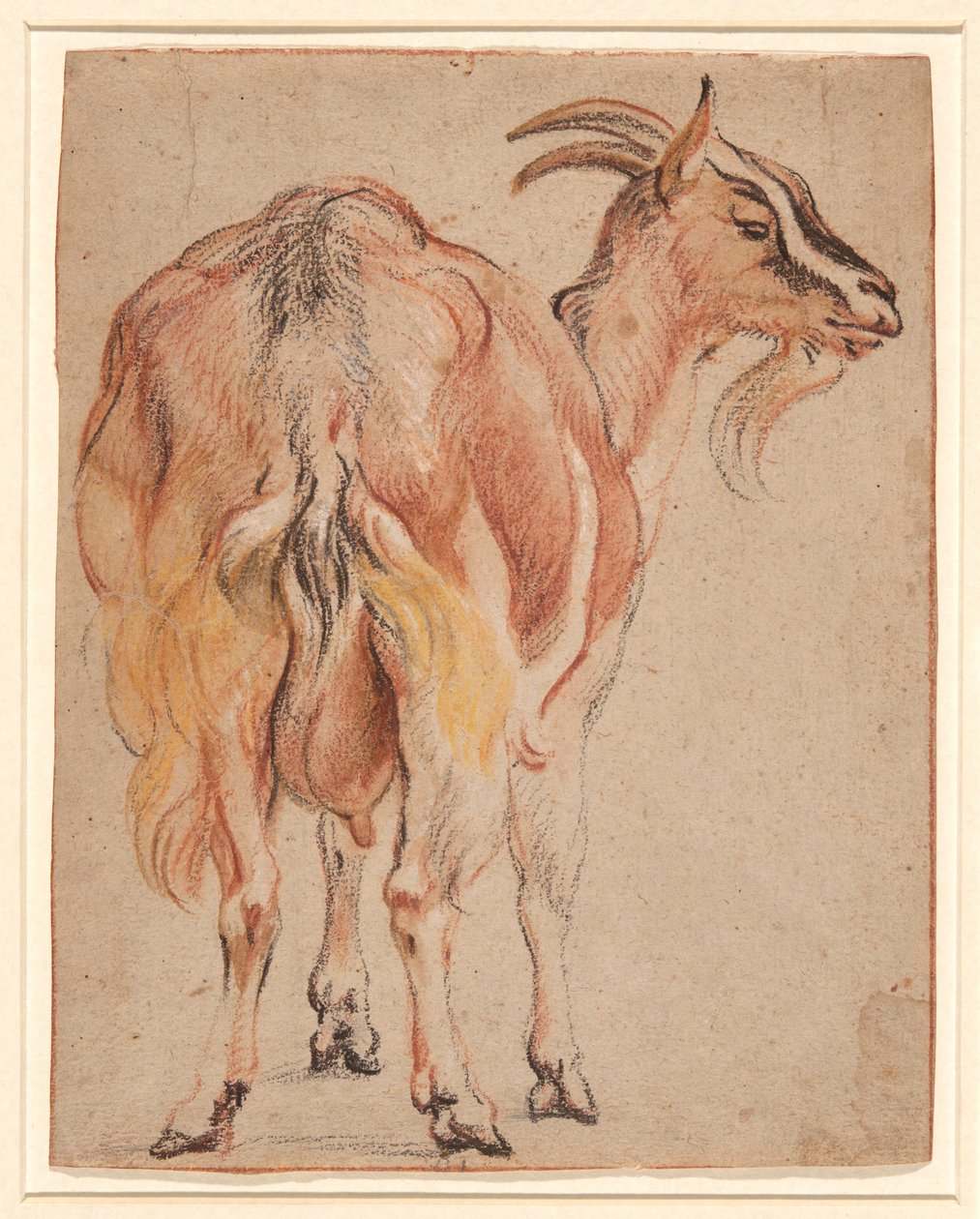 Ziege von Jacob Jordaens