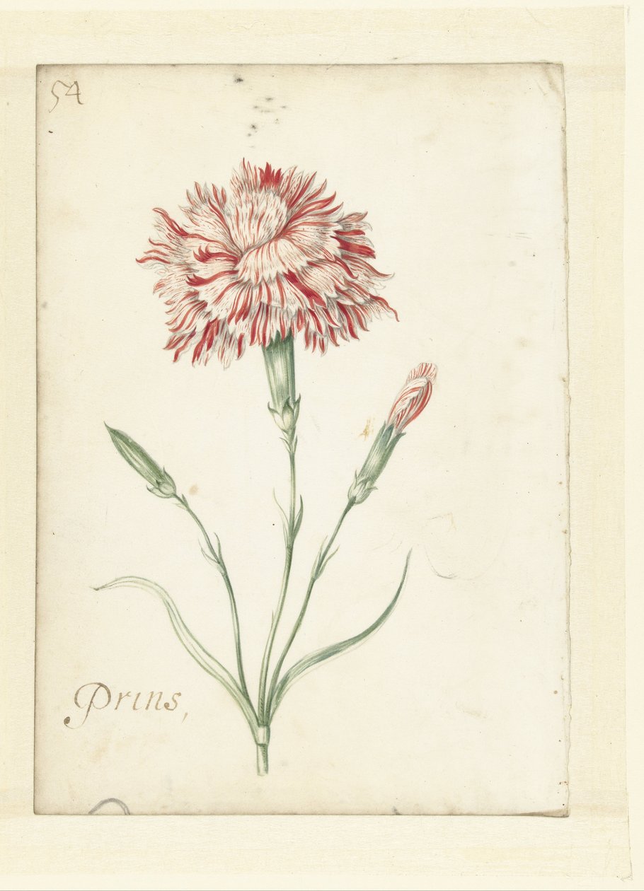 Nelke von Jacob Marrel (possibly)