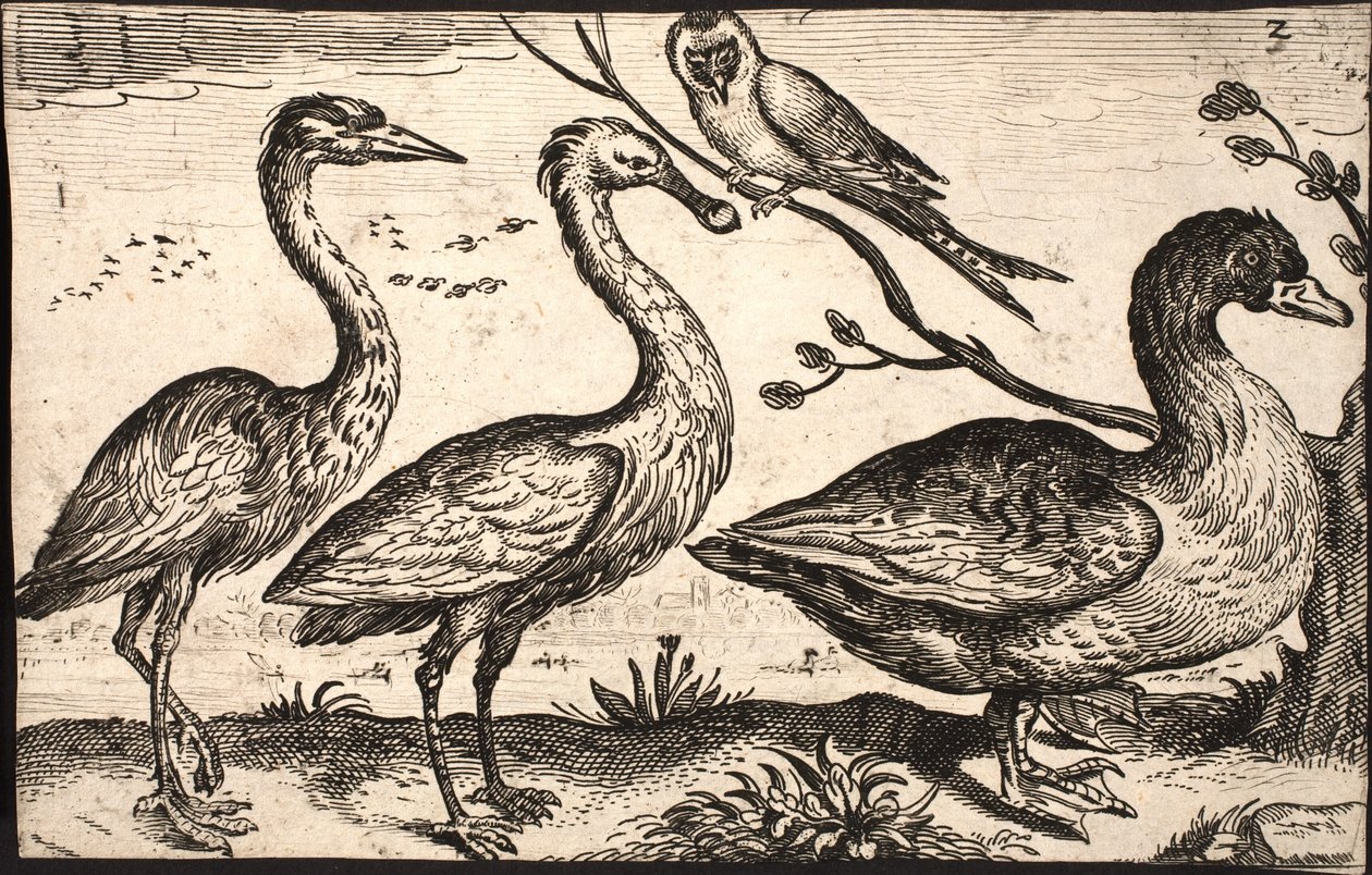 Reiher, Löffler, Vogel und Gans von Jacob Matham
