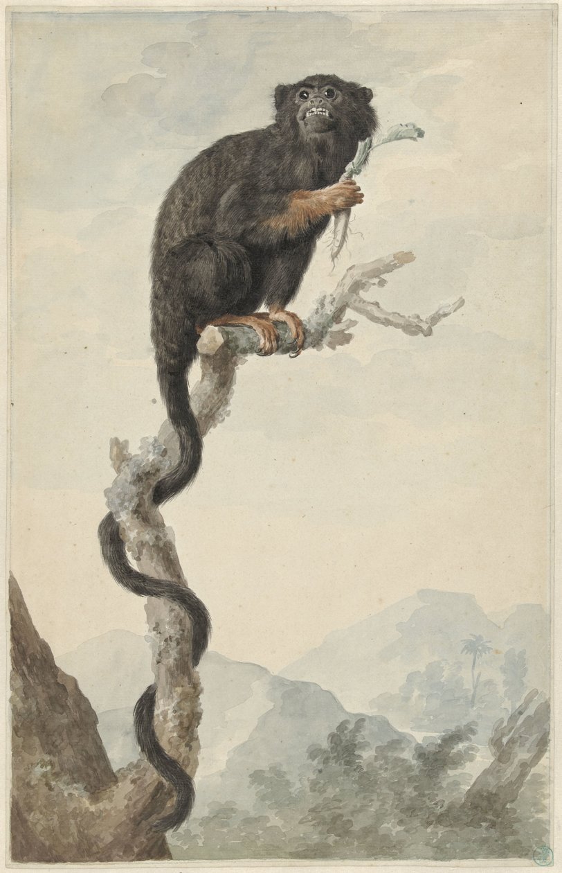 Ein Rothandtamarin von Jacob Perkois