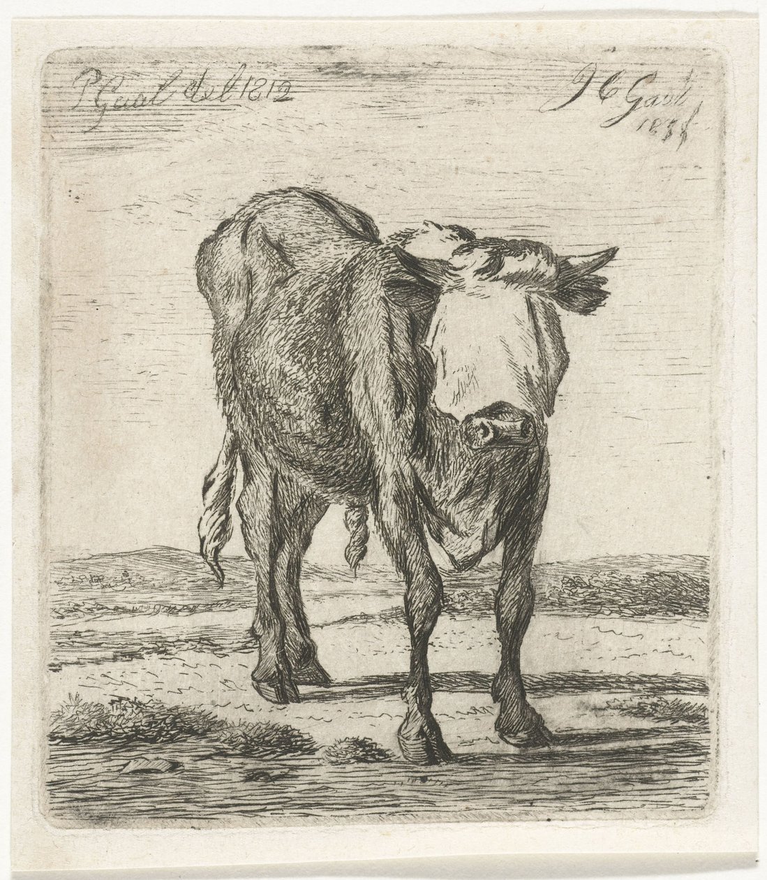 Geblendeter Stier von Jacobus Cornelis Gaal