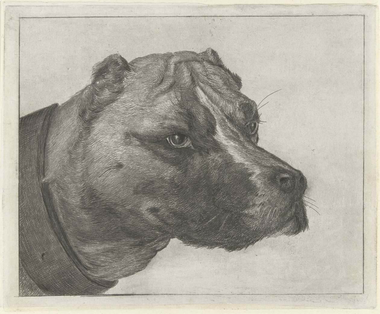 Hundekopf mit Halsband von Jacobus Cornelis Gaal