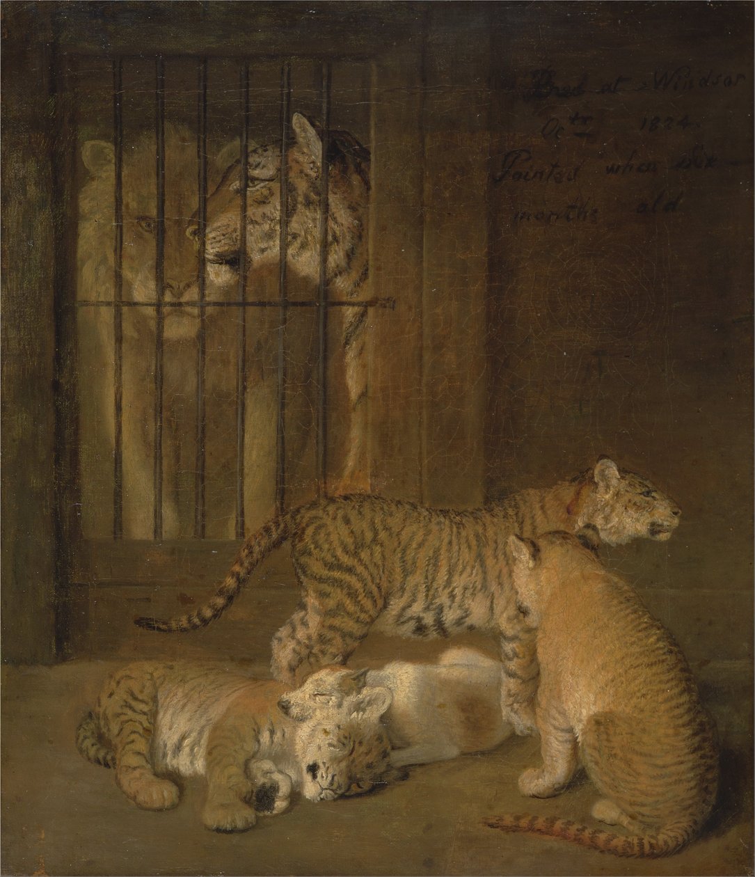 Gruppe von Welpen, gezüchtet zwischen einem Löwen und einer Tigerin von Jacques Laurent Agasse