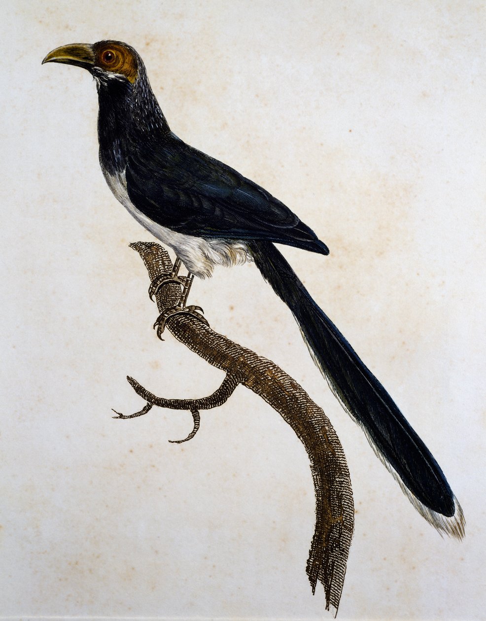 Rotgesicht-Malkoha (Phaenicophaeus pyrrhocephalus) von Jacques (after) Barraband