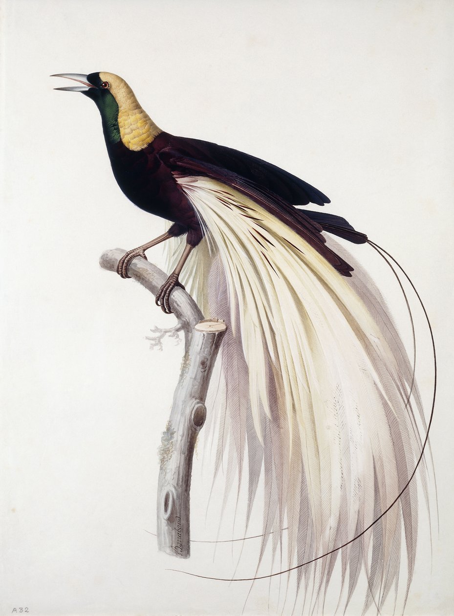 Großer Paradiesvogel, Männchen von Jacques Barraband