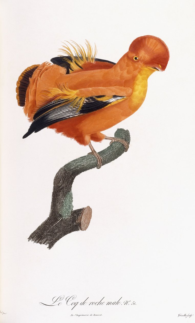 Männlicher Felsenhahn von Jacques Barraband