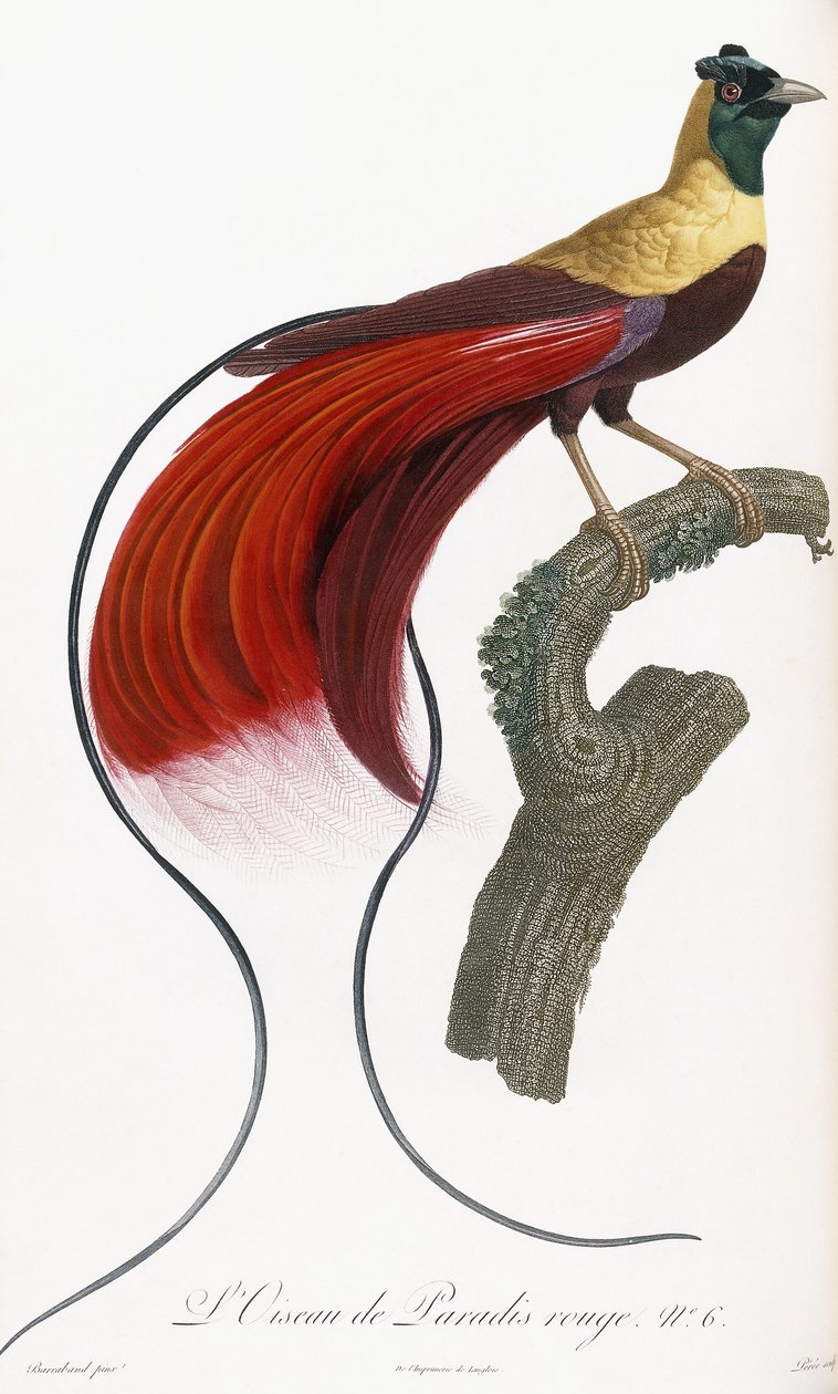Roter Paradiesvogel von Jacques Barraband