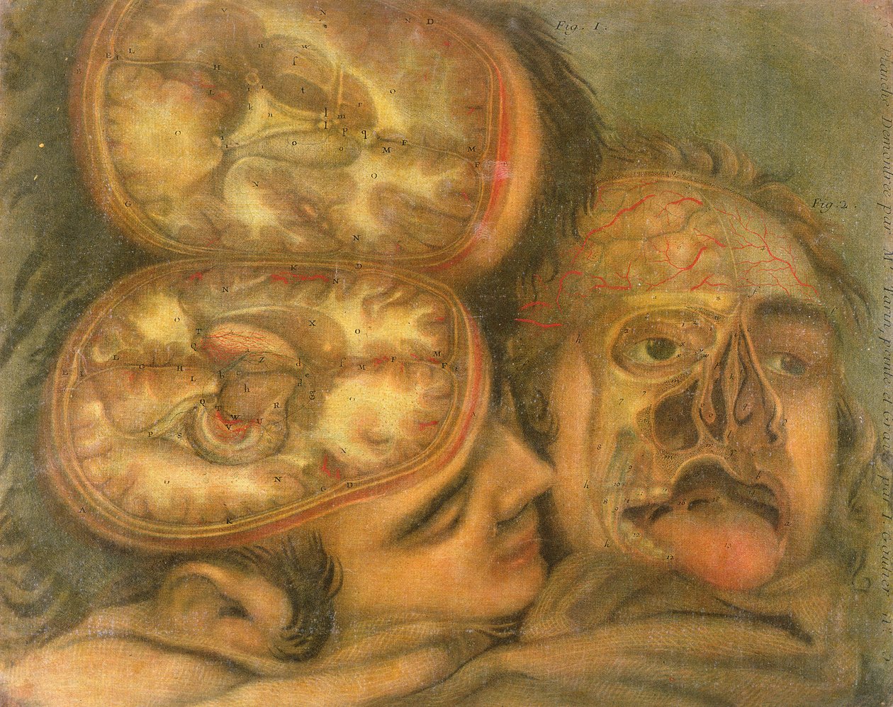 Querschnitt des Gehirns, 1746 von Jacques Fabien Gautier d