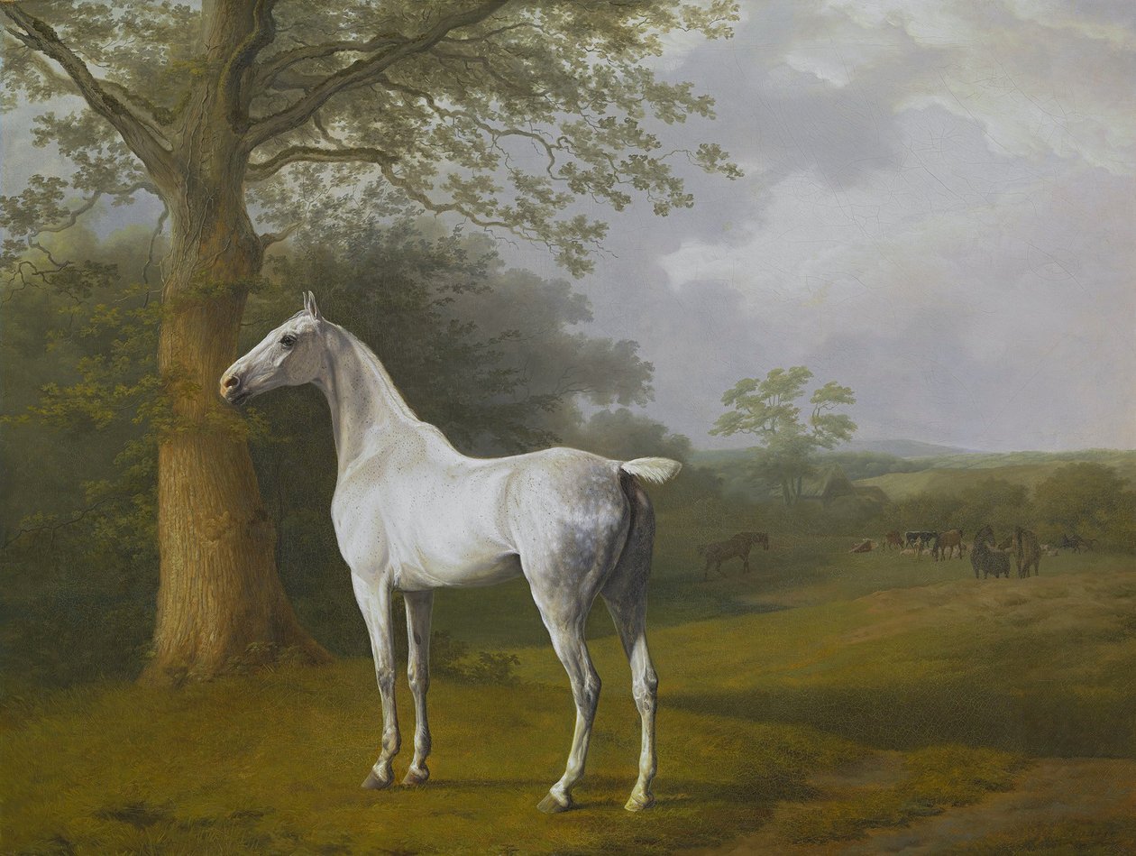 Graues Pferd auf der Weide von Jacques Laurent Agasse