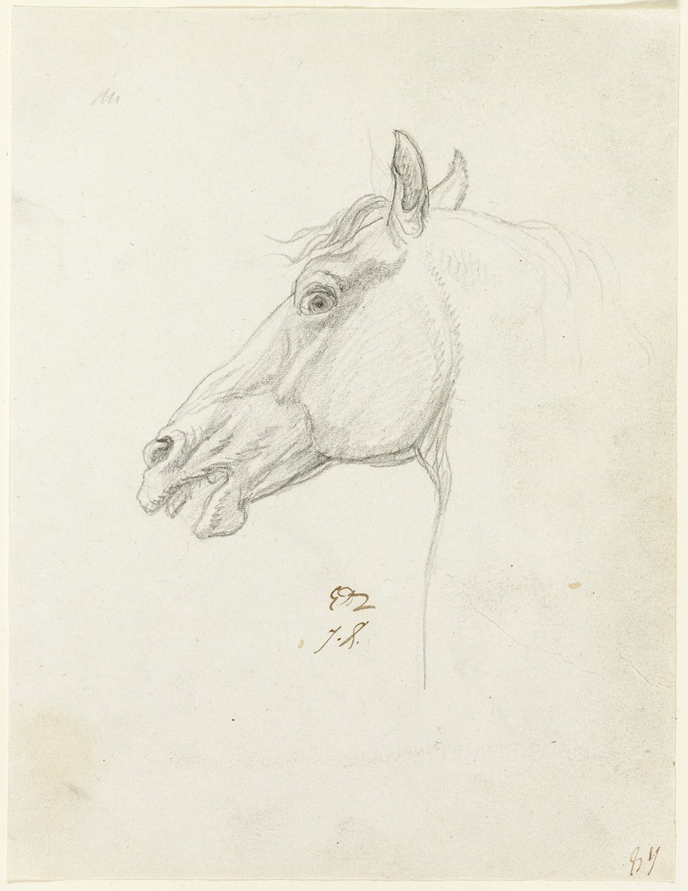 Pferdekopf von Jacques Louis David
