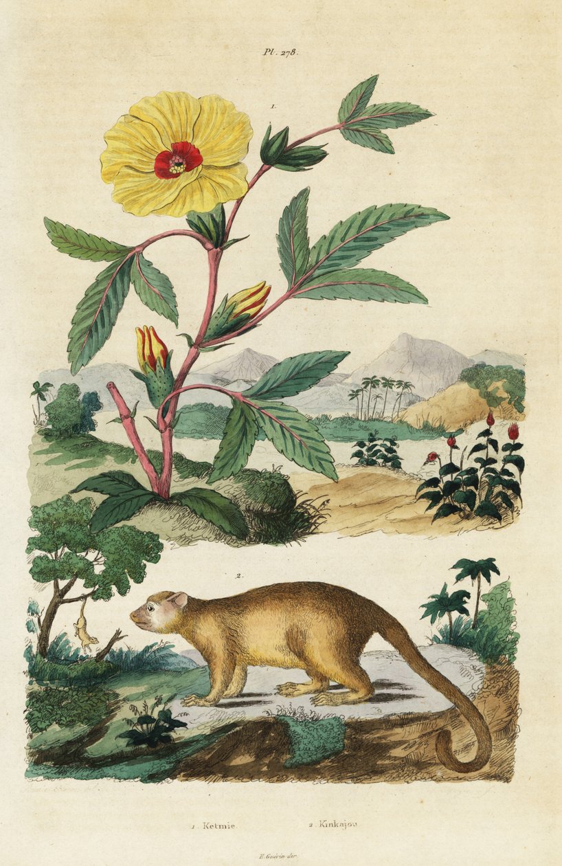 Kinkajou und Roselle von Jacques Reyne Isidore Acarie Baron