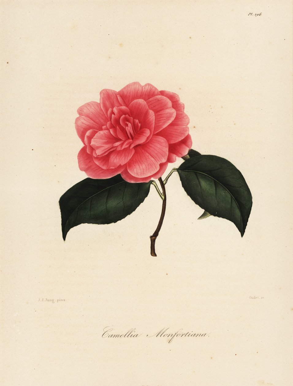 Camellia japonica Sorte, Camellia monfortiana von Jakob (after) Jung