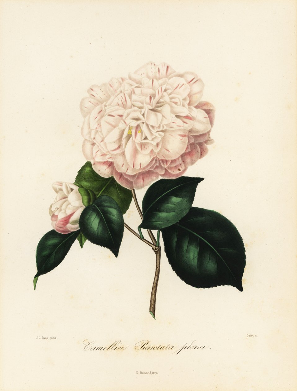 Camellia japonica Sorte, Camellia punctata plena von Jakob (after) Jung