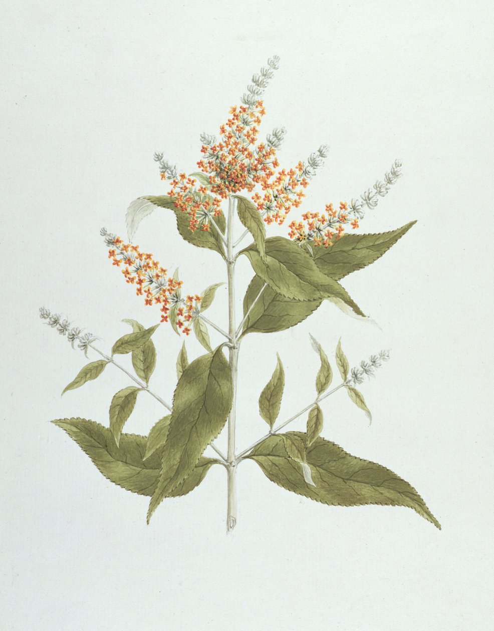 Umtar (Buddleia polystachya) von James Bruce