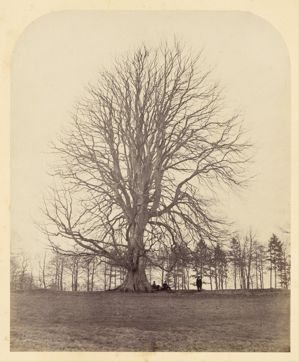 Große Buche auf Manor Hill von James Sinclair